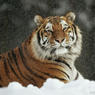 Спасенного в Амурской области тигра разместят в сафари-парке