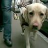Правоохранители нашли собаку, похищенную у слепой москвички