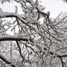 Московский снег обнаружен на Голанских высотах