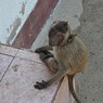 Маленький россиянин попал в больницу после укуса обезьяны в Таиланде