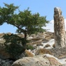 Парк окаменевших деревьев планируют взять под охрану ЮНЕСКО
