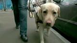 Правоохранители нашли собаку, похищенную у слепой москвички