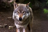 В барнаульском зоопарке волк напал на трехлетнего ребенка