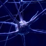 Ученые расшифровали механизм запоминания и стирания информации в мозге