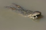 В Пензе  рядом со свалкой нашли полуживого крокодила