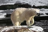 Белые медведи в поисках еды забрели в заброшенный поселок на Чукотке
