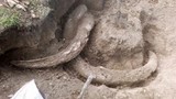 Житель якутского села нашёл в огороде бивни мамонта