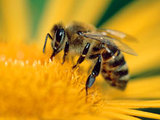 Онкологи собираются использовать пчелиный яд для лечения рака