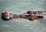 Недалеко от пляжа Сочи нашли мёртвого крокодила