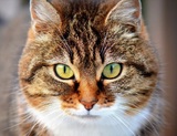 Впервые в России коронавирус выявили у кошки - её тоже отправили на карантин
