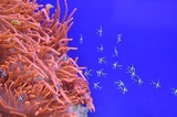 Экологи выяснили, что на самом деле убивает коралловые рифы на планете