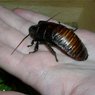 Ученые установили родину первых тараканов