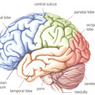 Ученые установили взаимосвязь размера мозга с памятью человека