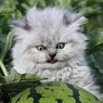 Злой котенок держал в страхе целый подъезд в Кисловодске