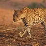 Страшная история леопарда с железной головой (ВИДЕО)