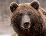 Медведь напал на туристов в красноярском природном парке, спастись удалось не всем