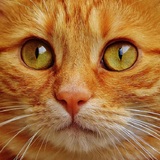 Ученые измерили уровень интеллекта котов
