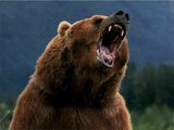 В одном из сел Хабаровского края ввели режим ЧС из-за нашествия медведей