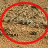 Эксперты допустили, что Марс заселен «кротами»