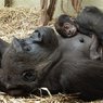 В московском зоопарке закрыли обезьянник из-за нервной мамаши