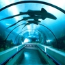 В Петербурге будет построен новый океанариум