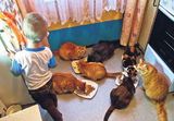 Лишенная родительских прав москвичка избавилась от 18 кошек, чтобы вернуть детей