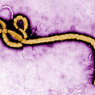 ВОЗ: От лихорадки Эбола скончалось 5459 человек