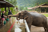 Таиланд: Разъяренный слон унесся с россиянками в джунгли