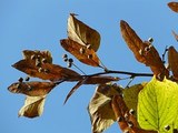 В Москве на  Тверской улице  начали высаживать липы