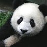 Ученым из Китая удалось немного расшифровать язык панд