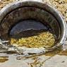 Житель Инушетии нашел на Колыме два килограмма золота