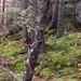 "Дыхание" леса: в Канаде удалось снять на видео необычную оптическую иллюзию