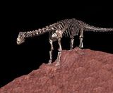 В Африке найден Святой Грааль динозавров