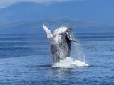 Почему киты выпрыгивают из воды