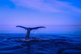 Скелет доисторического кита обнаружили на Керченском полуострове