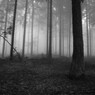 Соцсети озадачены фотографией увешанного женскими трусами дерева в калужском лесу