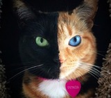 "Двуликая" кошка с разноцветными глазами покорила Интернет (ВИДЕО)