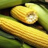 Россельхознадзор запретил импорт сои и кукурузы из США