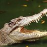 В Квинсленде крокодил утащил в море ночную купальщицу