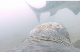 Видео: ученые впервые показали, как черепаха отбивает атаки акулы