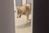 СМИ: Видео с волком в Олимпийской деревне - розыгрыш США (ВИДЕО)