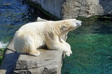В эстонском зоопарке усыпили подаренного Россией белого медведя