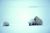 Белые медведи осадили российских ученых и ждут возможности их съесть