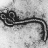 В Комсомольске у ребенка не подтвердилась лихорадка Эбола