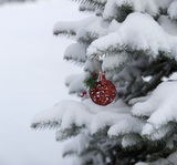 Главной новогодней ели в Архангельске радовать горожан посчастливилось недолго