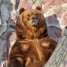 СКР: Медведь в Хабаровском крае убил охотника