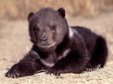 Кадыров подарил Аксенову маленького медведя