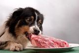 Кормить собак сырым мясом опасно не только для них самих, но и для их владельцев
