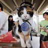 Япония: город скорбит по умершей кошке-станционному смотрителю