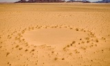 Ученые разгадали тайну «кругов фей» в пустыне Намиб